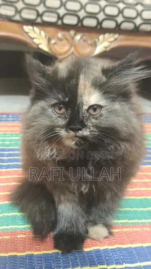 1-3 Months Female Purebred Persian