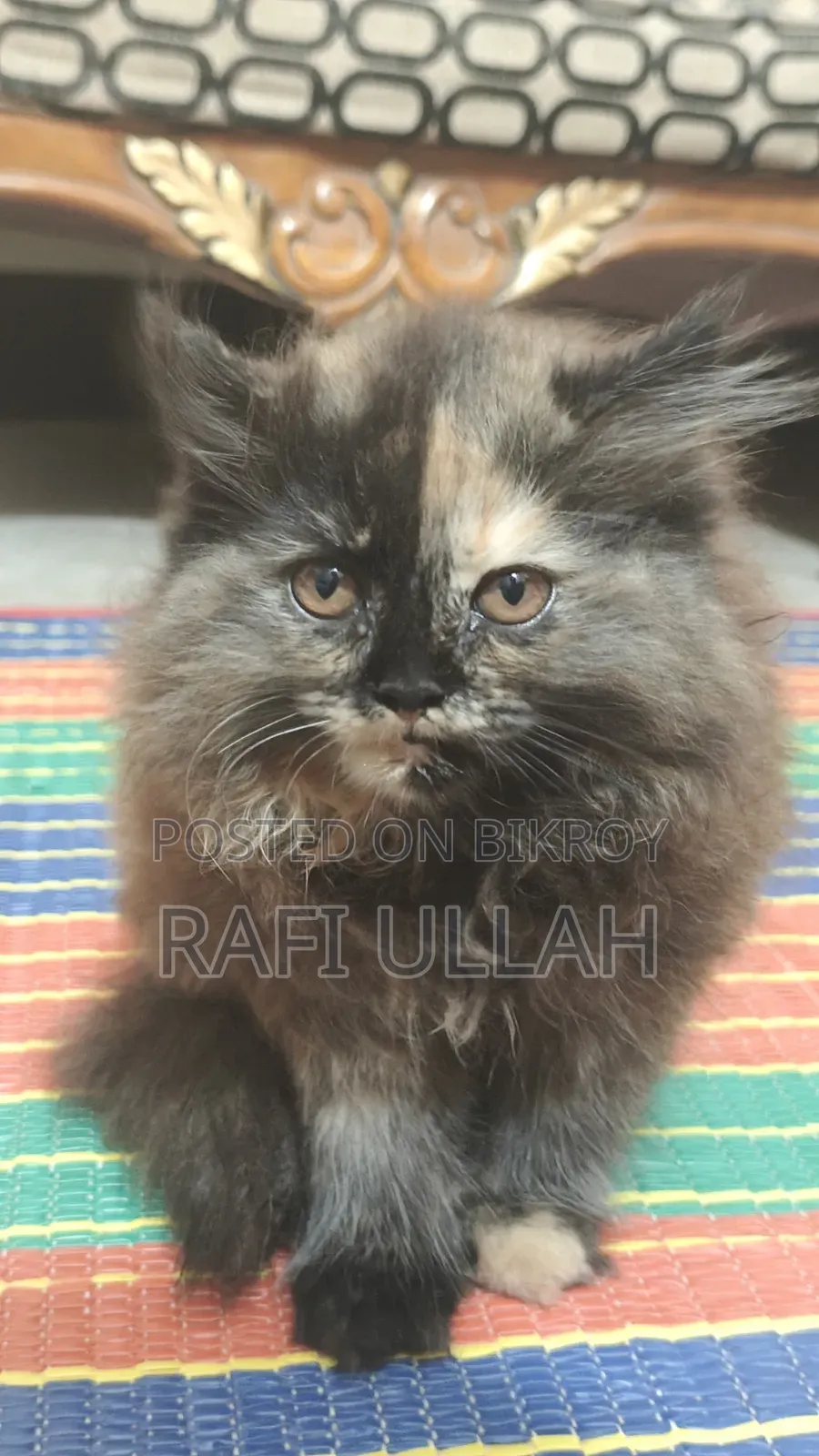 1-3 months Female Purebred Persian