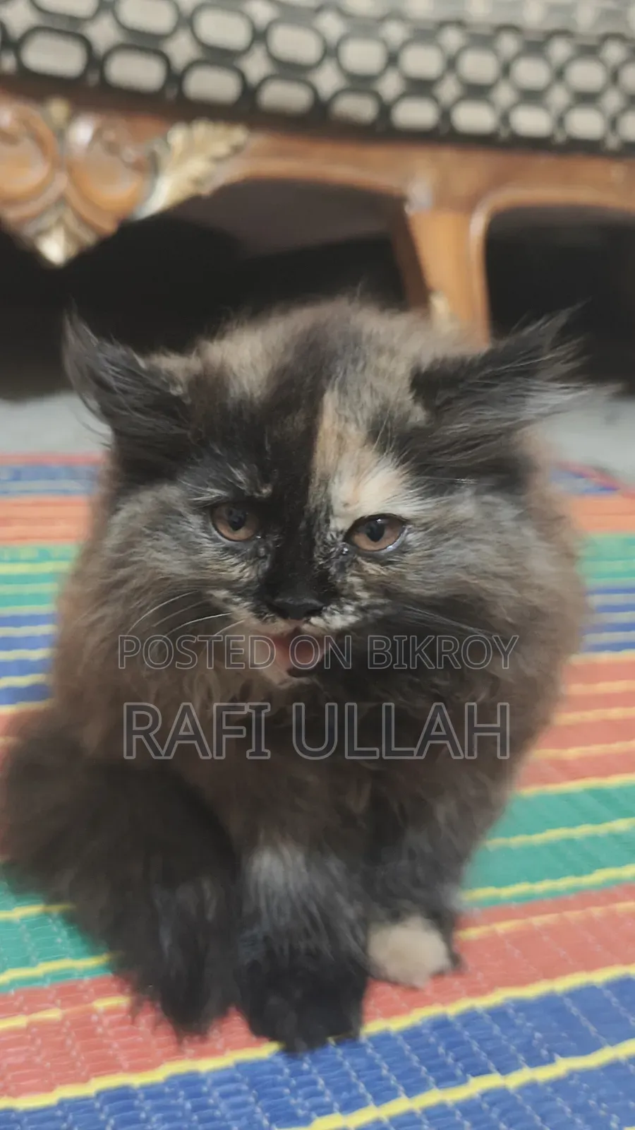 1-3 months Female Purebred Persian