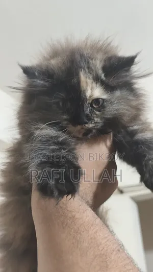 1-3 months Female Purebred Persian