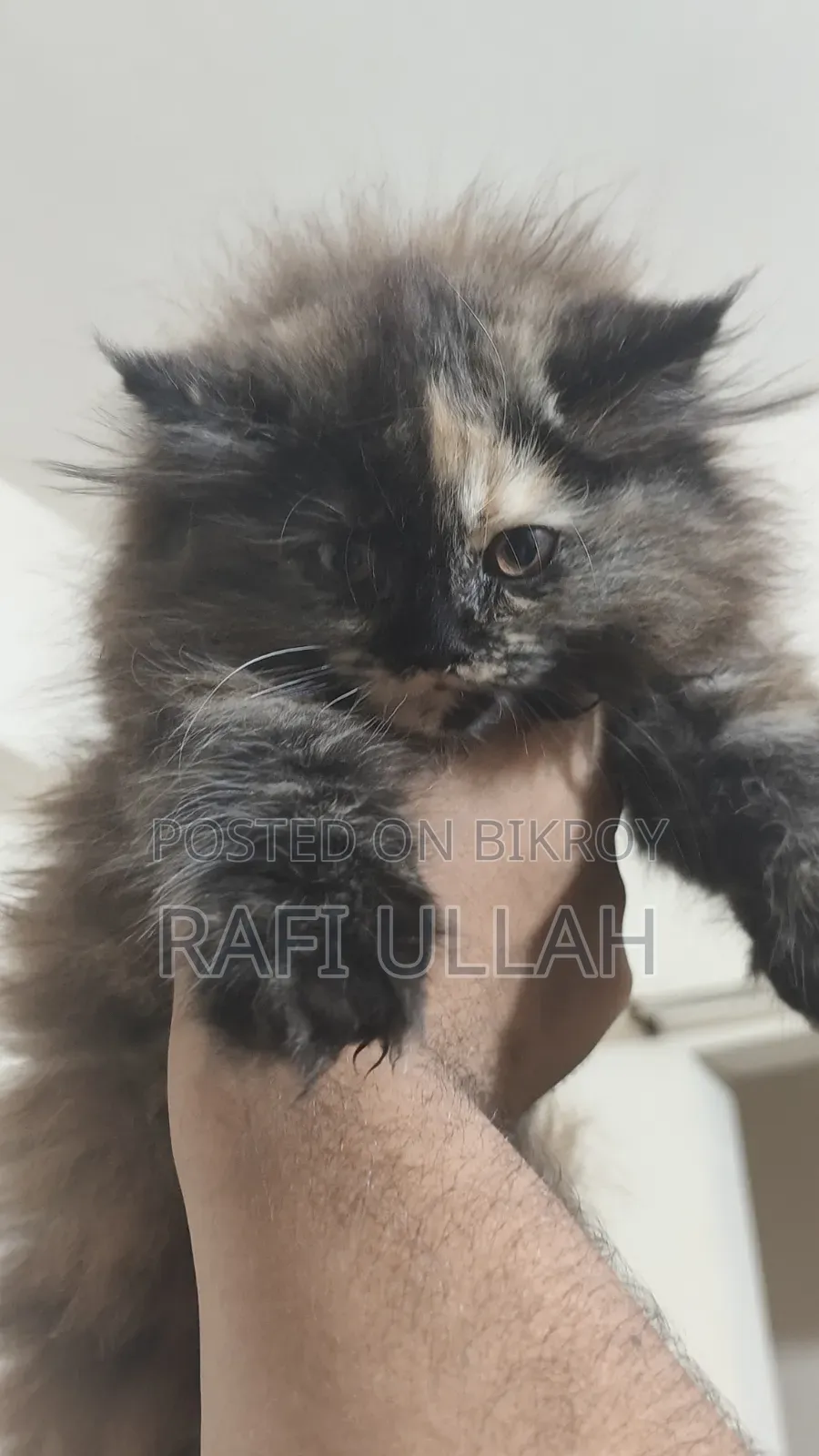 1-3 months Female Purebred Persian