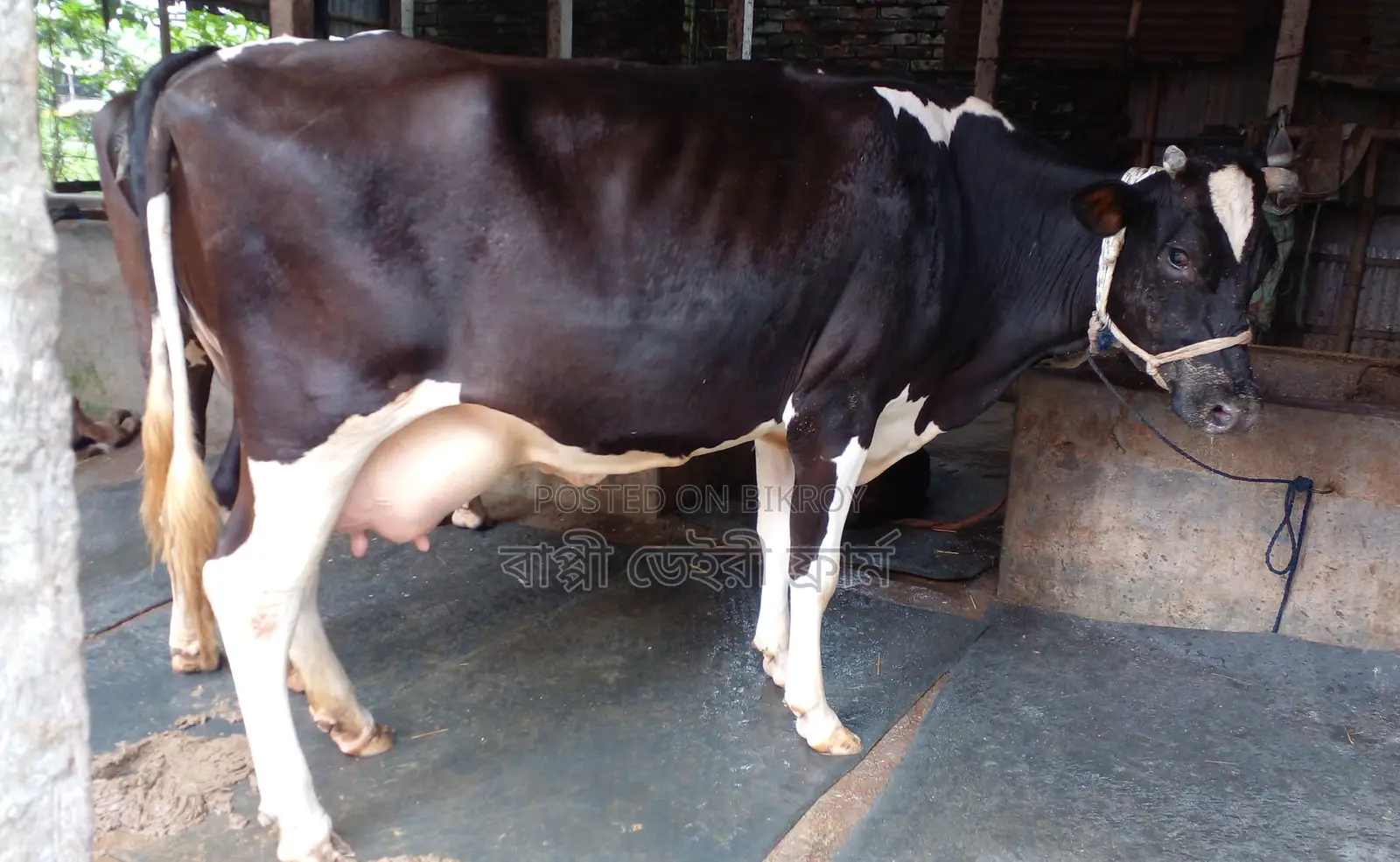 Improved breed cow number 1248 for sale.