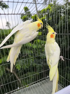 লুটিনো হেব্বি পাল+ লুটিনো রেড আইস ককাটেল রানিং জোড়া বিক্রিয়া করা হবে