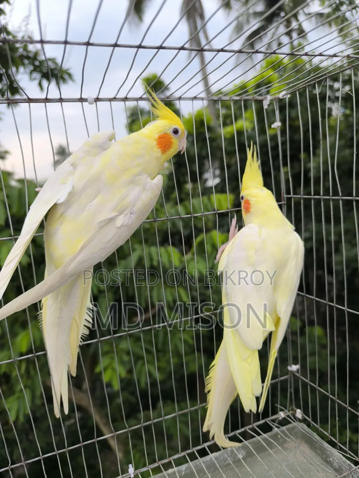 লুটিনো হেব্বি পাল+ লুটিনো রেড আইস ককাটেল রানিং জোড়া বিক্রিয়া করা হবে