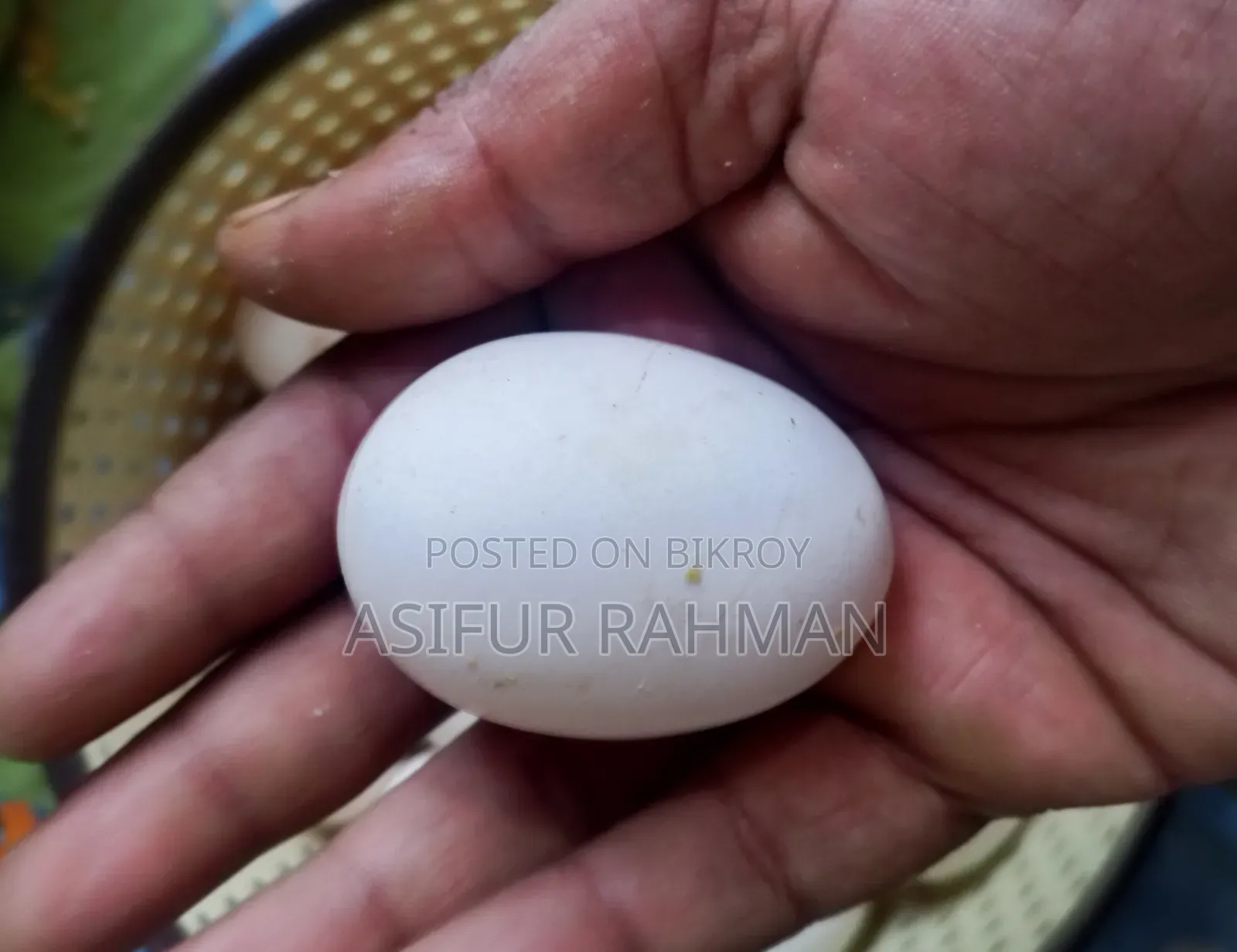 Fawmi Seed Eggs