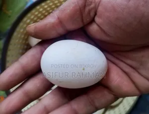 Fawmi Seed Eggs