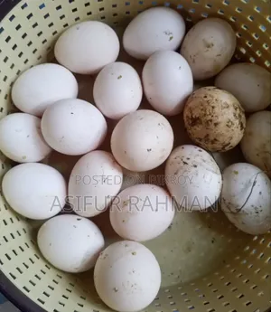 Fawmi Seed Eggs
