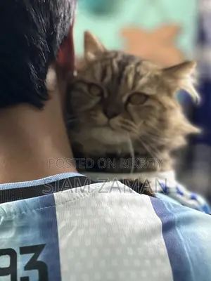 6-12 Months Female Purebred Persian