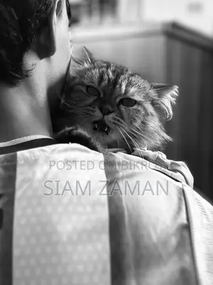 6-12 Months Female Purebred Persian