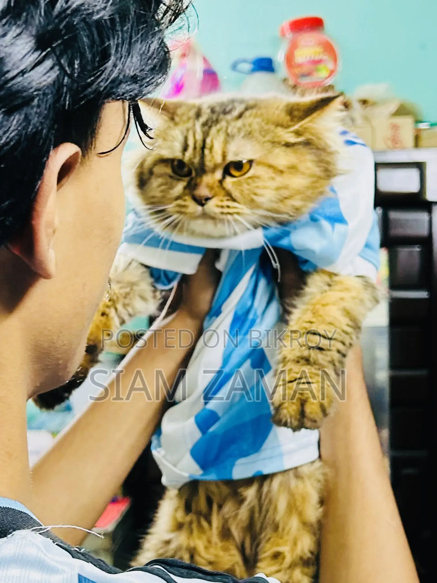 6-12 Months Female Purebred Persian