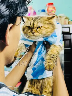 6-12 Months Female Purebred Persian
