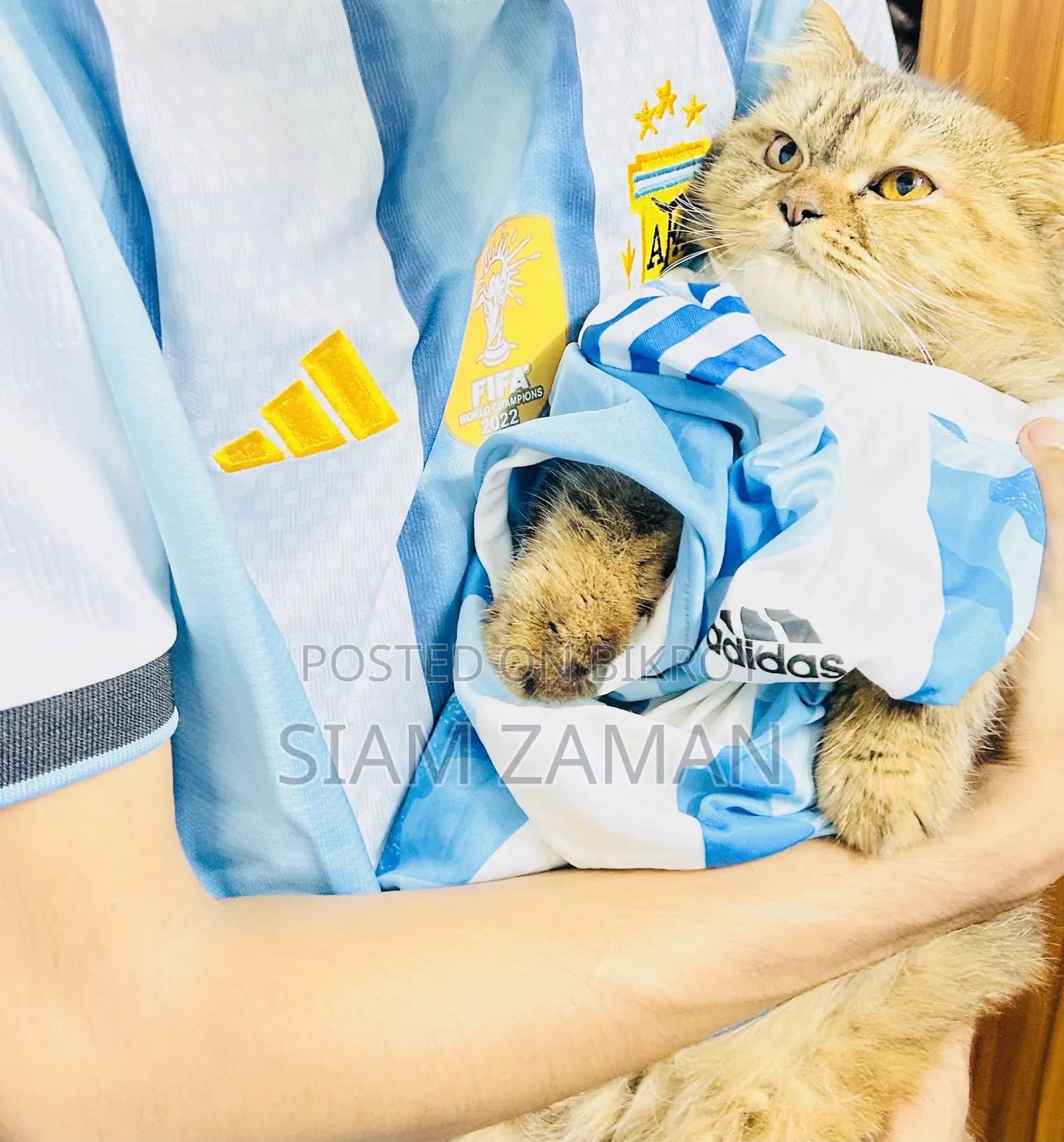 6-12 Months Female Purebred Persian
