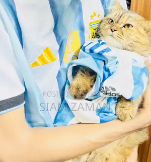 6-12 Months Female Purebred Persian