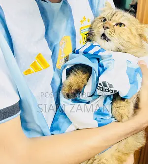 6-12 Months Female Purebred Persian