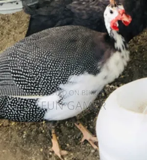 Pair of Guinea Fowl