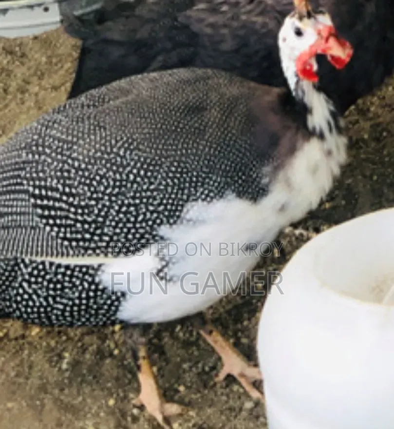 Pair of Guinea Fowl