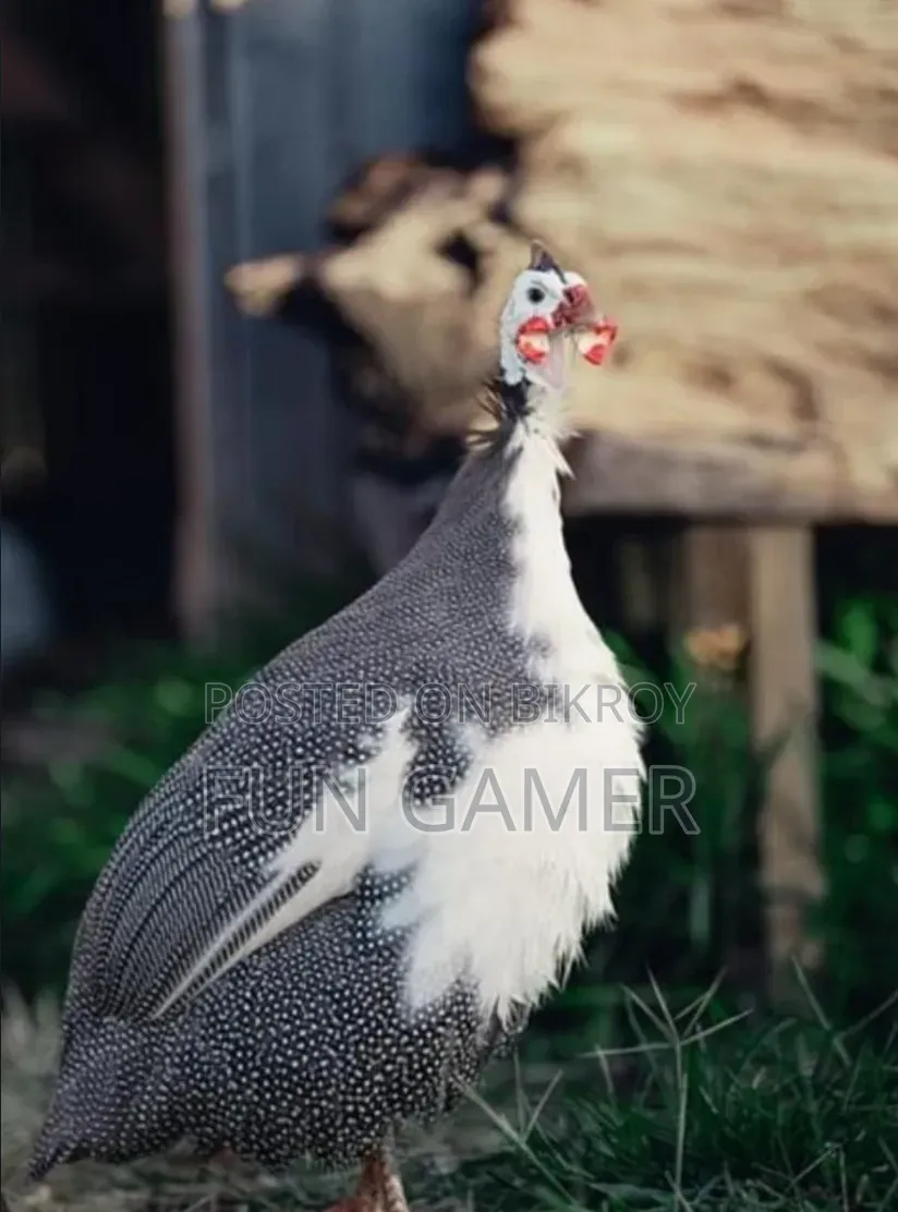Pair of Guinea Fowl