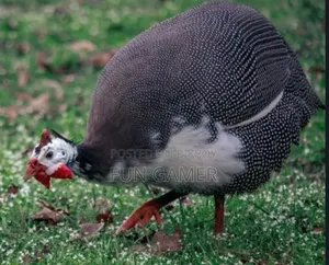 Pair of Guinea Fowl