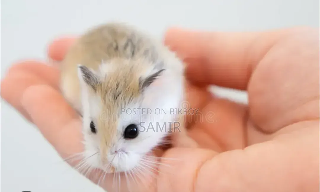 Robrobisko Hamster