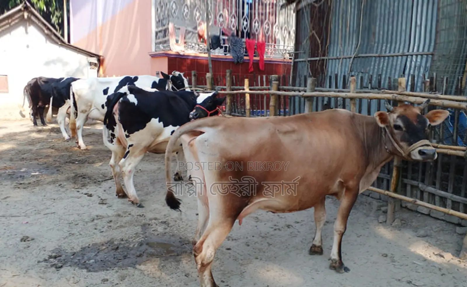 1251 Selected 6 Milch Cows for Sale at a Low Price