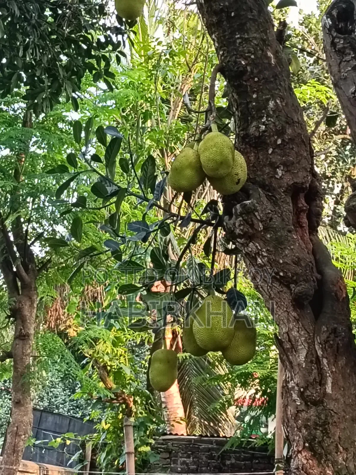 Jackfruit for Sale