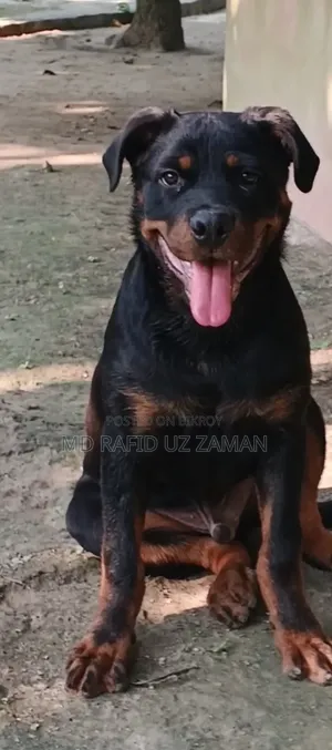 ১-৩ মাস বয়সী পুরুষ বিশুদ্ধ জাতের রটওয়াইলার