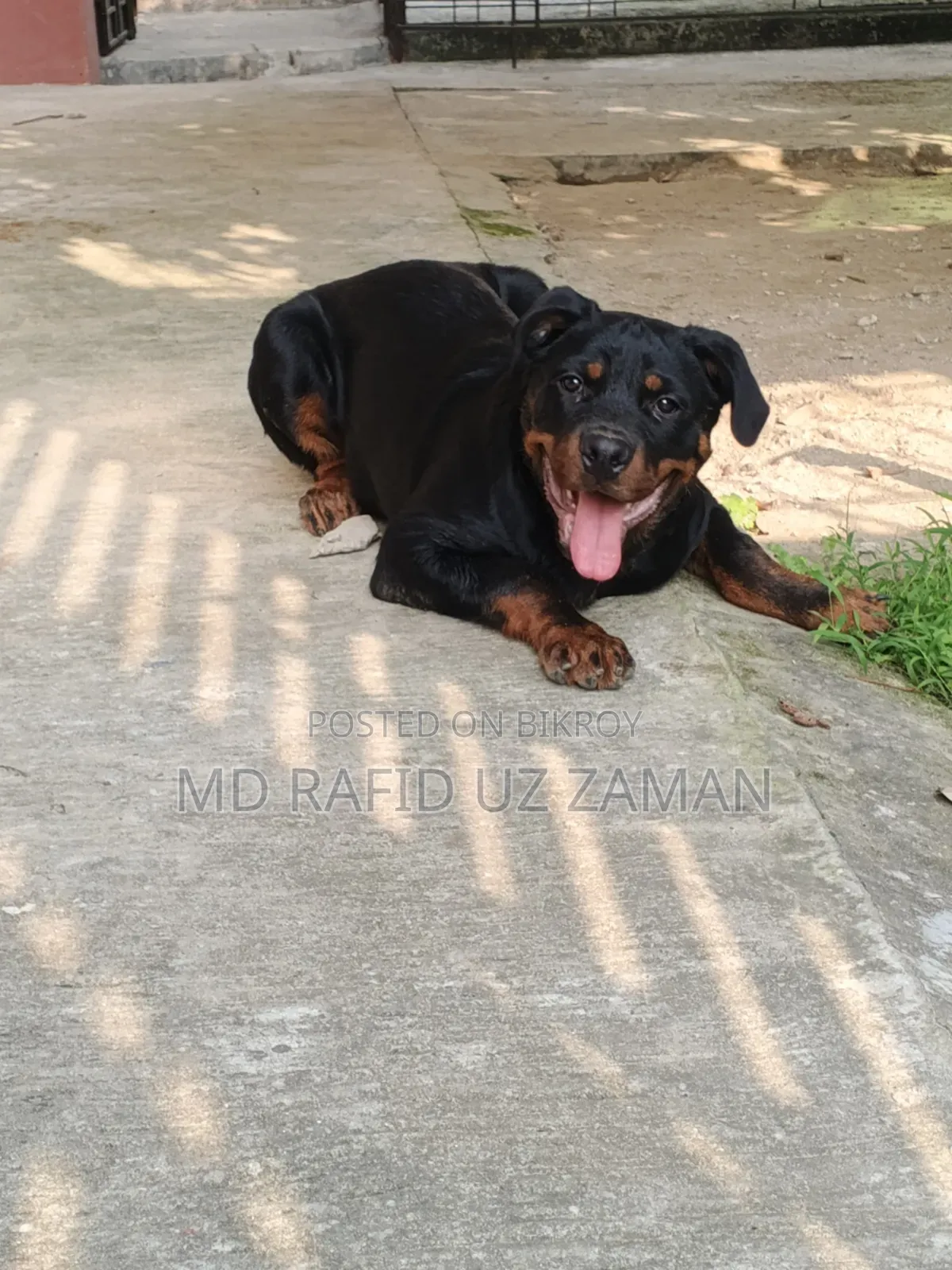 1-3 Months Male Purebred Rottweiler