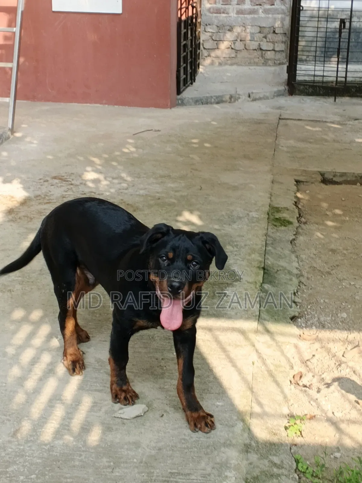 1-3 Months Male Purebred Rottweiler