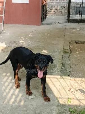 1-3 Months Male Purebred Rottweiler