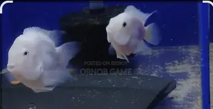 Polar Parrot Breeding Pier