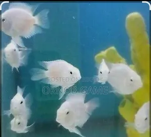 Polar Parrot Breeding Pier