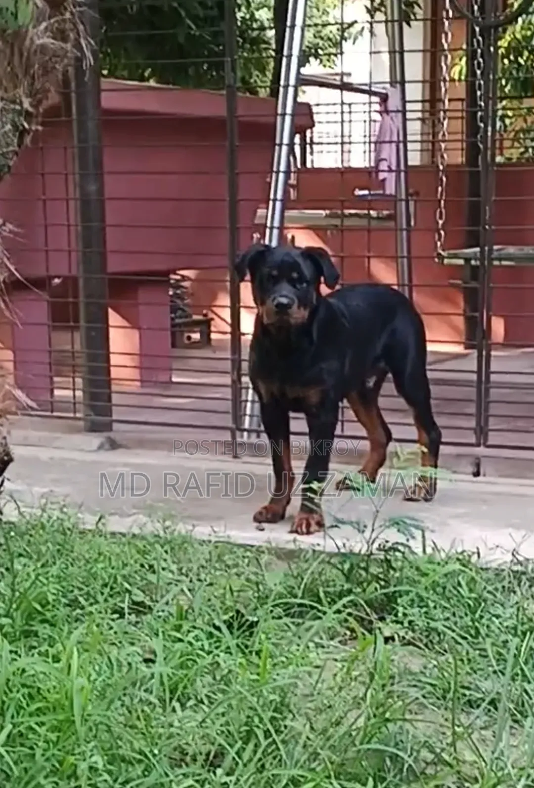 1-3 Months Male Purebred Rottweiler