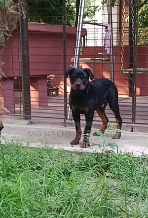 1-3 Months Male Purebred Rottweiler