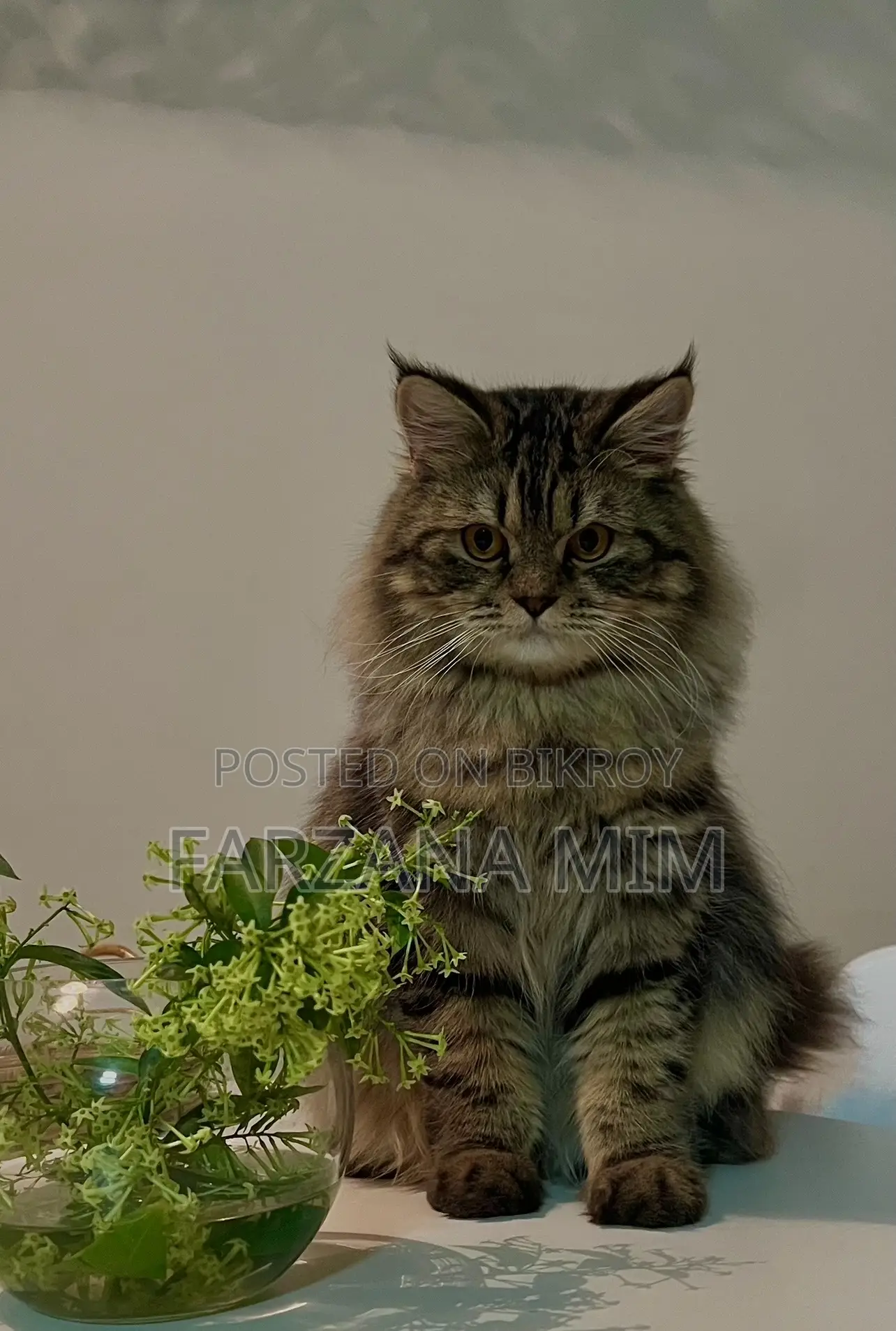 6-12 Months Male Purebred Persian