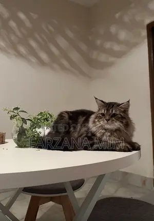 6-12 Months Male Purebred Persian