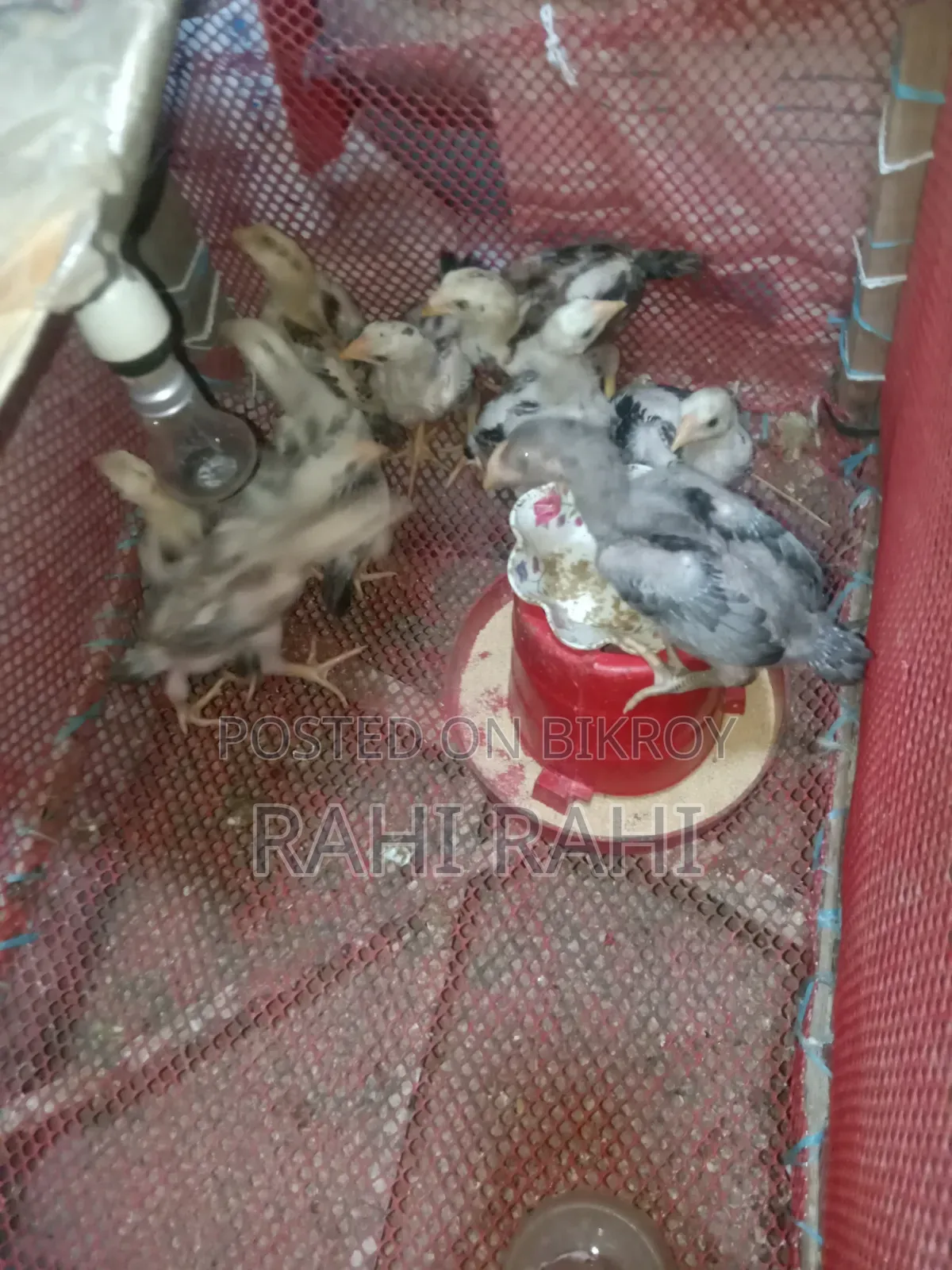 Aseel Chicks