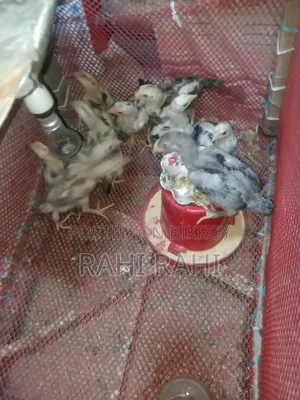 Aseel Chicks