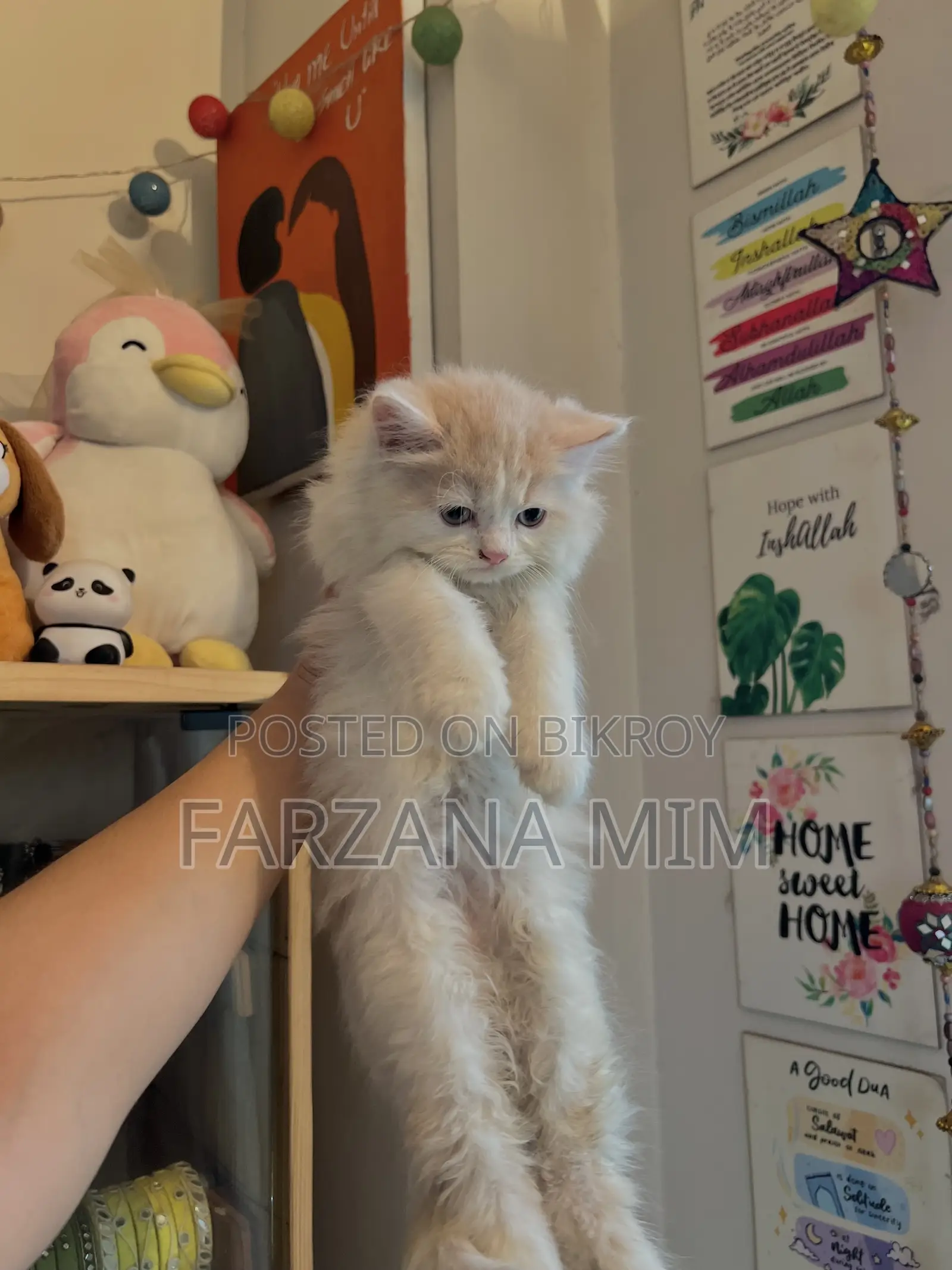 1-3 Months Female Purebred Persian