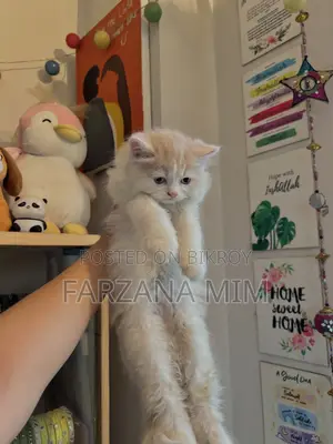 1-3 Months Female Purebred Persian