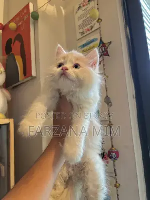 1-3 Months Female Purebred Persian