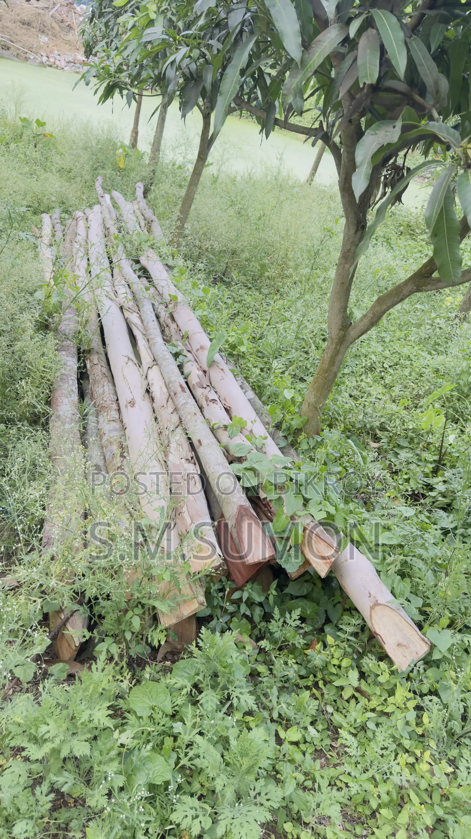 Tree Pilling Piller