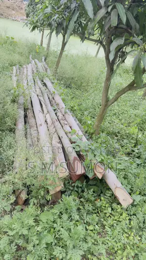 Tree Pilling Piller