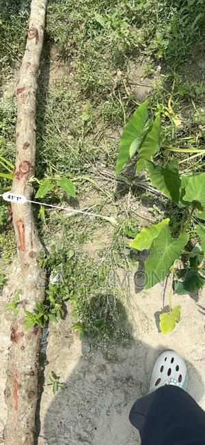 Tree Pilling Piller