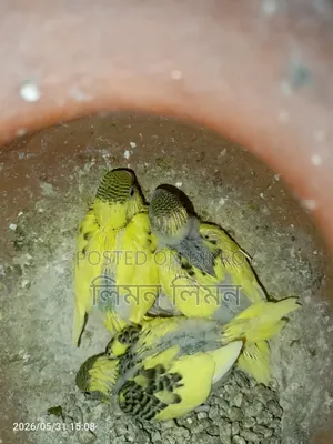 টেম বেবি বাজরিগার (Budgie) বিক্রয় করা হবে