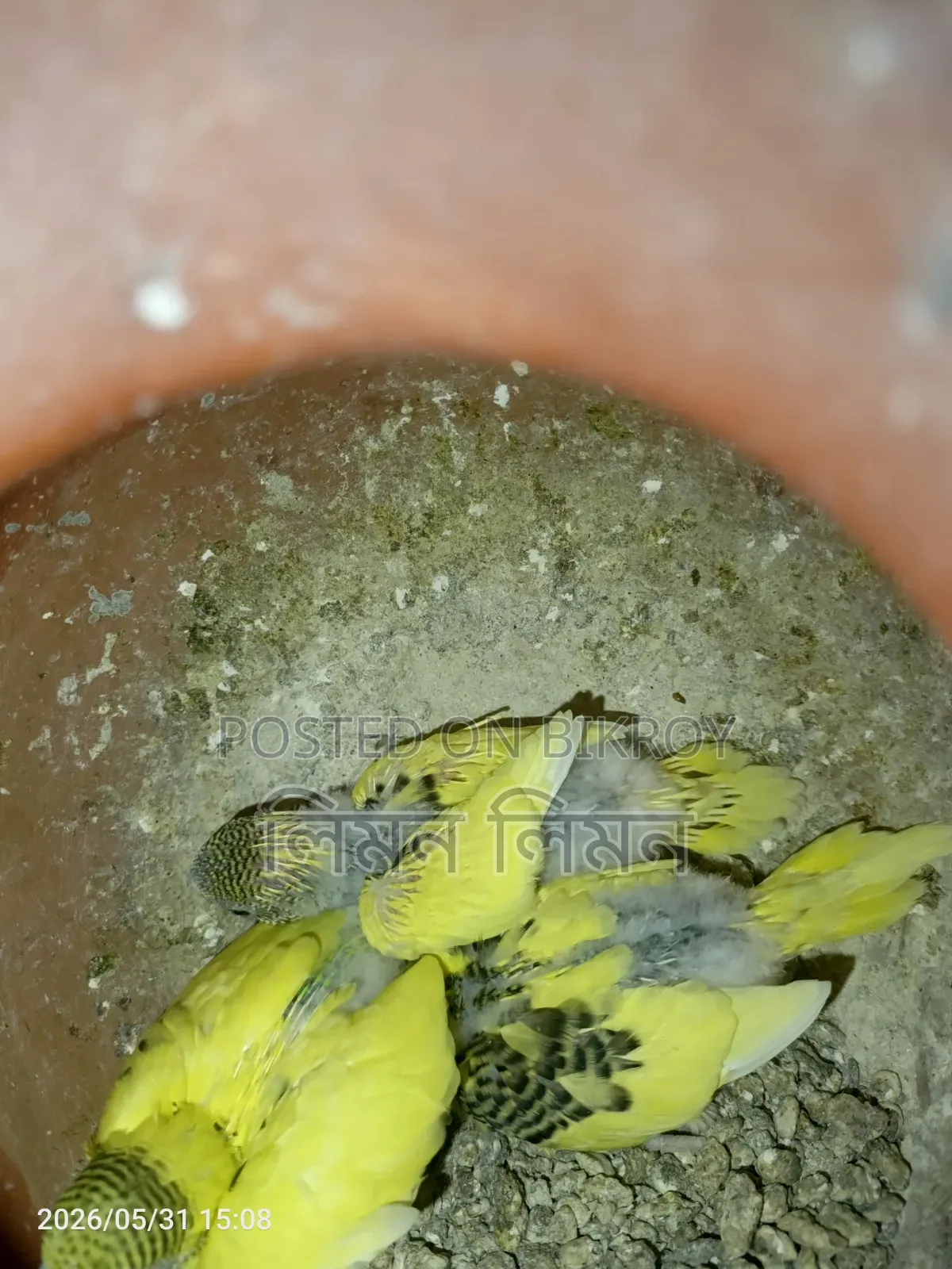 টেম বেবি বাজরিগার (Budgie) বিক্রয় করা হবে