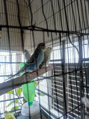 টেম বেবি বাজরিগার (Budgie) বিক্রয় করা হবে