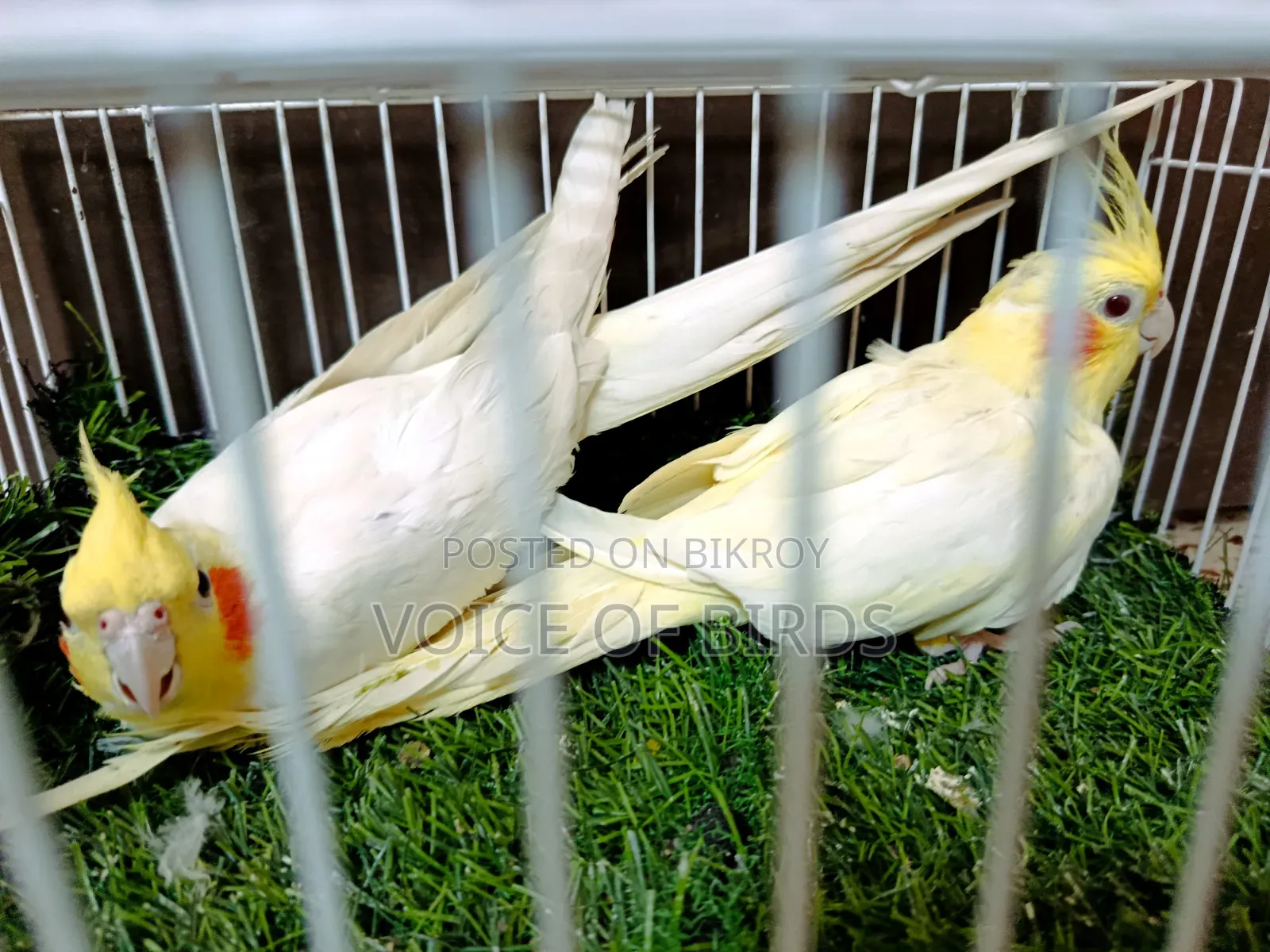 Running Cockatiel Pair