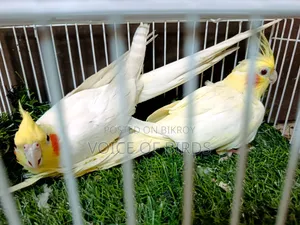 Running Cockatiel Pair