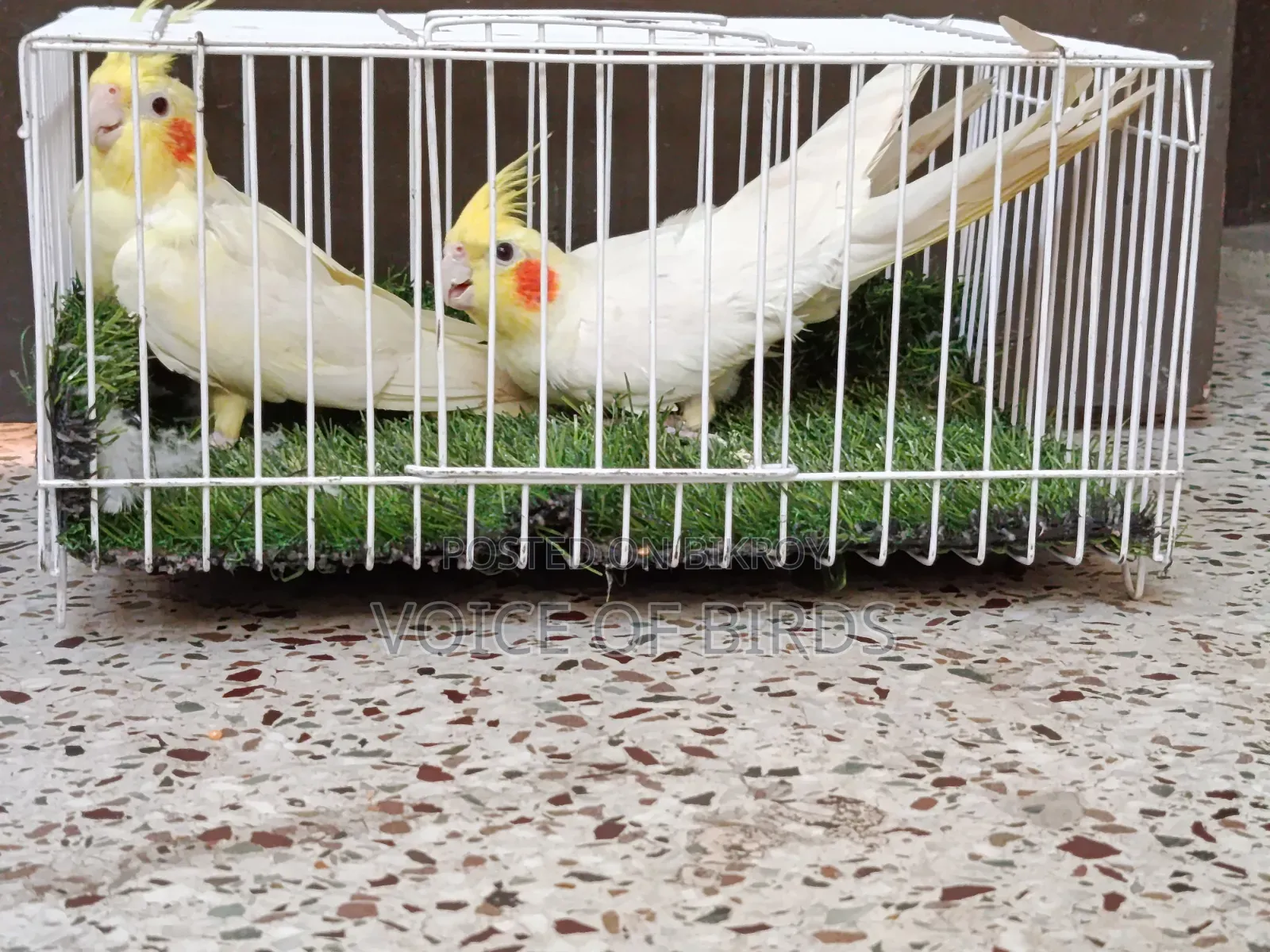 Running Cockatiel Pair