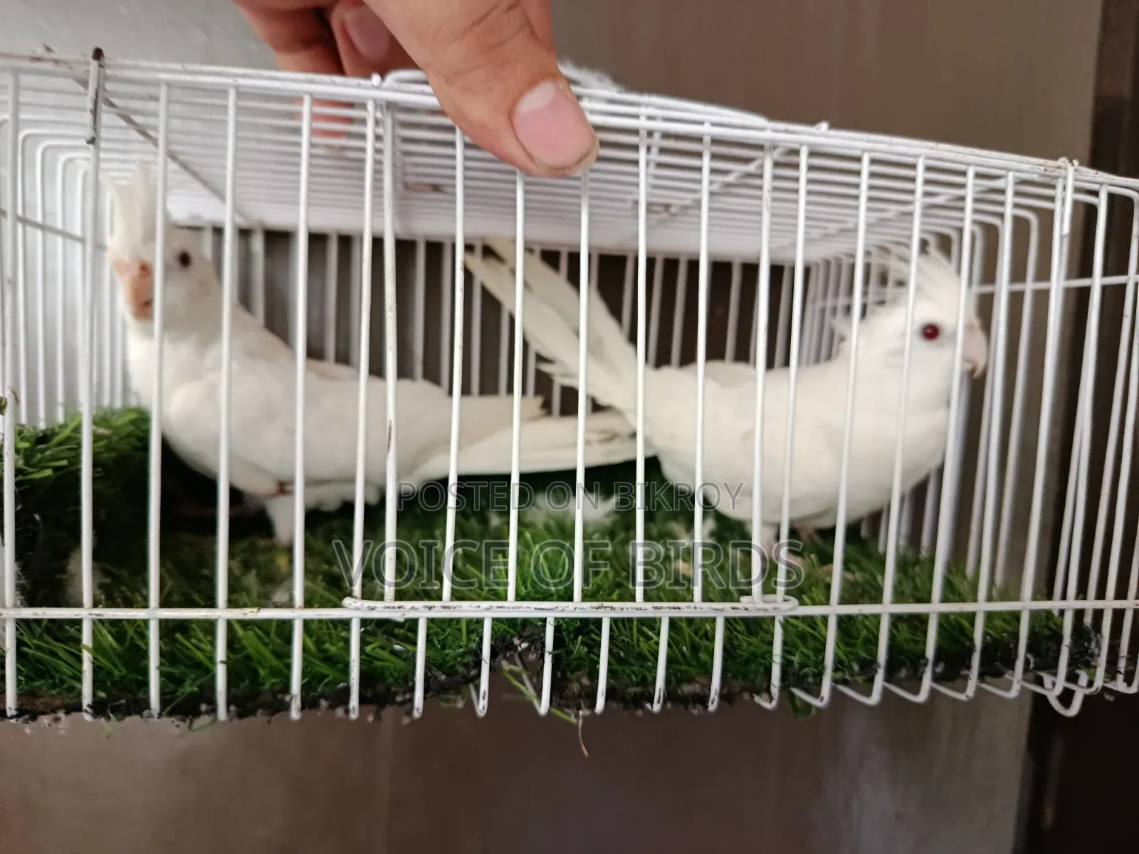 Running Cockatiel Pair